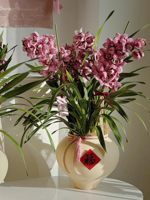 [ 熠熠生辉 ] 大花惠兰盆栽 商品图1