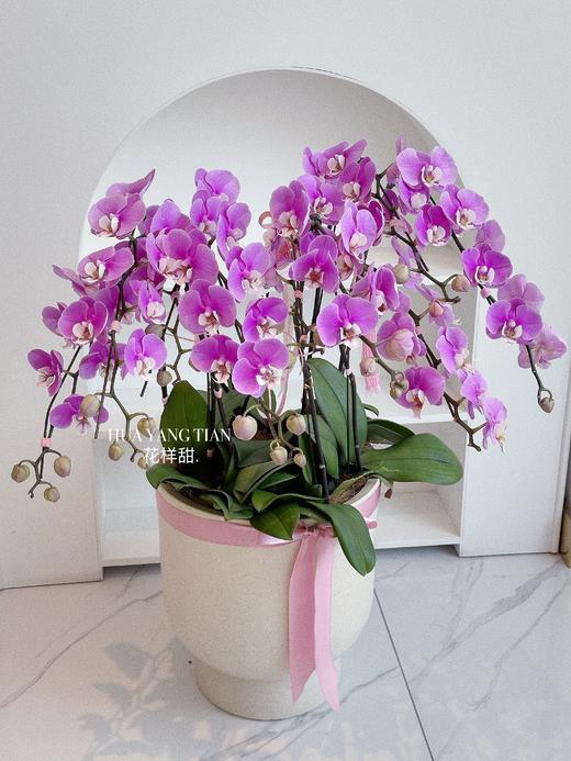 [ 鸢尾花涧 ] 蝴蝶兰盆栽 商品图2