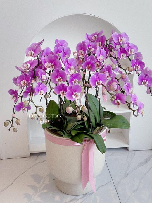 [ 鸢尾花涧 ] 蝴蝶兰盆栽 商品图4
