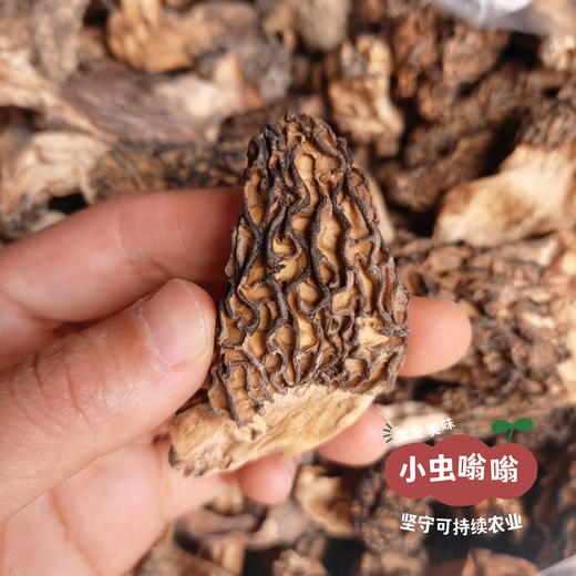高原野生珍菌包 110g | 合作农友生产，产自四川甘孜雪山高原，生产者：李建程 &【公平贸易农人定价】 商品图8