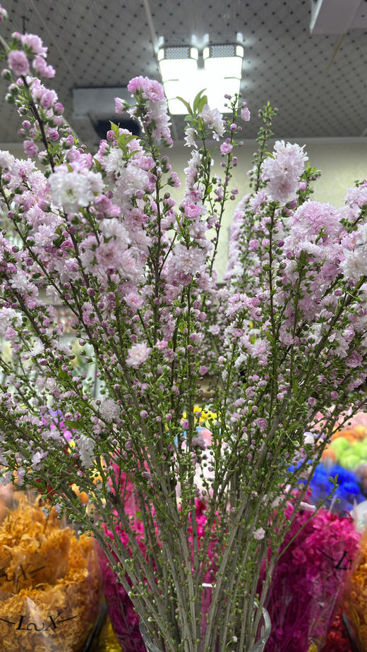 【希望 纯洁】珍珠李 粉色  约10枝/扎 商品图11