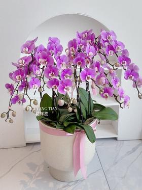 [ 鸢尾花涧 ] 蝴蝶兰盆栽