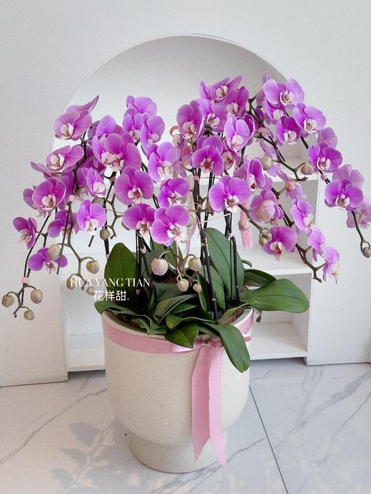 [ 鸢尾花涧 ] 蝴蝶兰盆栽 商品图0