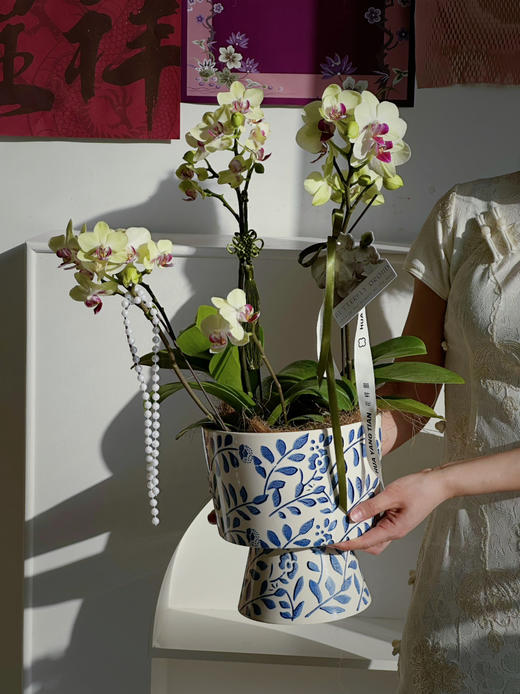 [ 风雅颂 ] 蝴蝶兰盆栽 商品图2