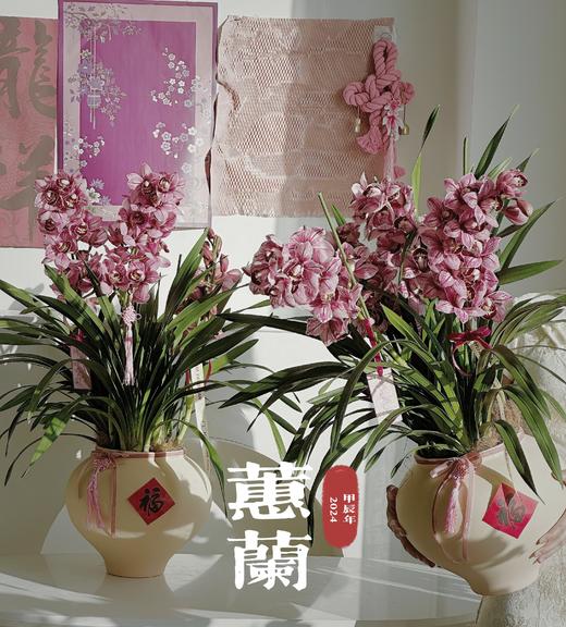 [ 熠熠生辉 ] 大花惠兰盆栽 商品图2