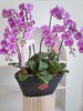 [ 翩跹蝴蝶 ] 蝴蝶兰盆栽 商品缩略图0