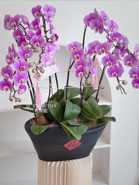 [ 翩跹蝴蝶 ] 蝴蝶兰盆栽