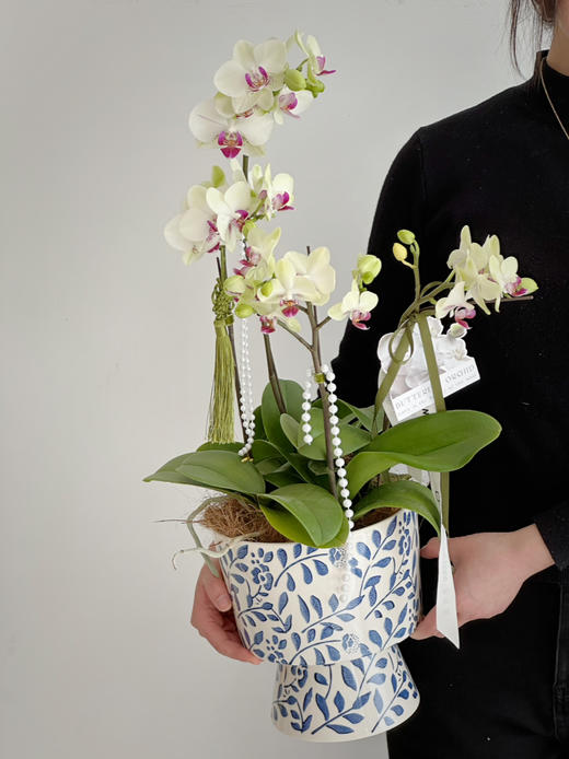 [ 风雅颂 ] 蝴蝶兰盆栽 商品图1