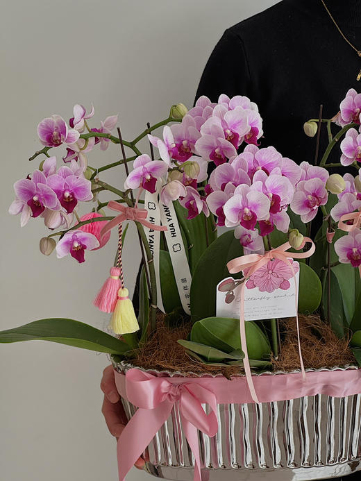 凤鸣朝阳 蝴蝶兰盆栽 商品图1