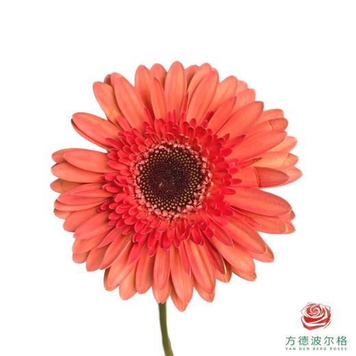 外购非洲菊-奶油饼干  10枝1扎 商品图0