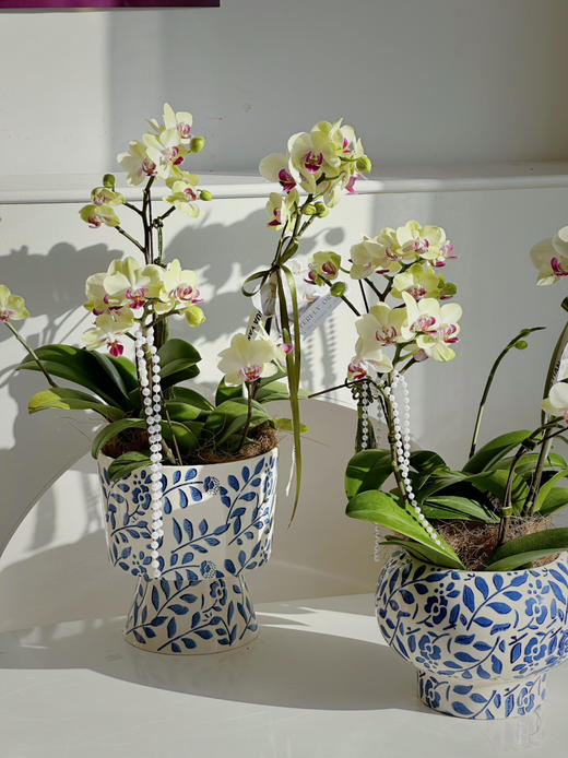 [ 风雅颂 ] 蝴蝶兰盆栽 商品图3