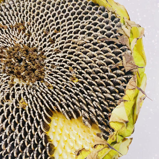 新疆原味瓜子（无添加） 商品图6