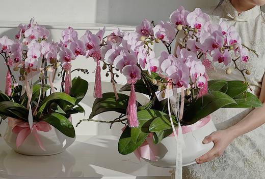 [ 福满桃桃 ] 蝴蝶兰盆栽 商品图2