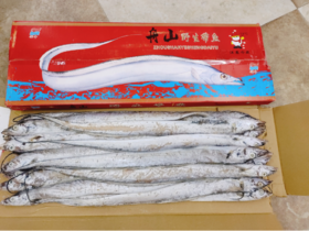 红箱舟山刀鱼一箱