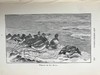 1895年 北安普敦郡与近郊鸟类札记（卷2） 20幅插图 漆布精装16开 商品缩略图11