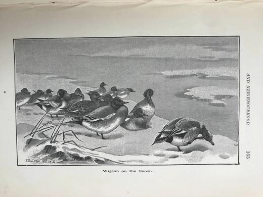 1895年 北安普敦郡与近郊鸟类札记（卷2） 20幅插图 漆布精装16开 商品图11