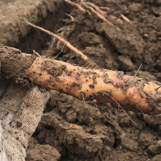 怀生堂温县垆土鲜铁棍山药60CM五斤装    1盒 商品图6