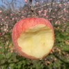 山西羊奶苹果，99%的人没吃过！酥脆松软，香甜多汁，老人孩子都能轻松享用 商品缩略图0