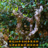 2024春茶-吉顺号茶叶古200系列新班章生茶饼2499克/提 买1送1 商品缩略图3