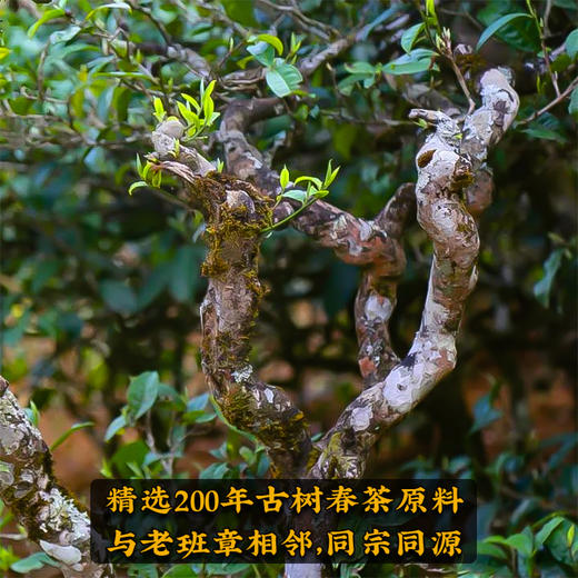 2024春茶-吉顺号茶叶古200系列新班章生茶饼2499克/提 买1送1 商品图3