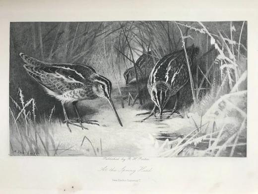 1895年 北安普敦郡与近郊鸟类札记（卷2） 20幅插图 漆布精装16开 商品图7