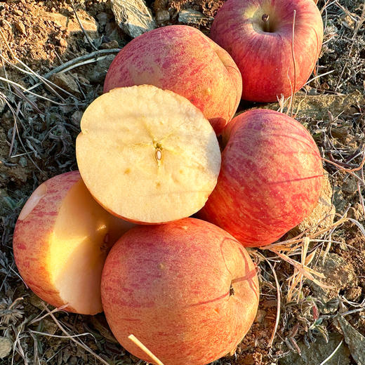 『羊奶苹果』松脆香甜，酥沙不硬，细嫩多汁 商品图7