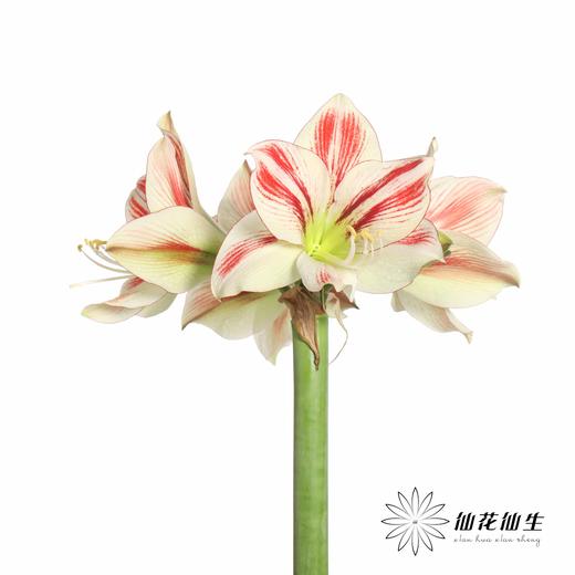 国产朱顶红 | 童话 商品图5