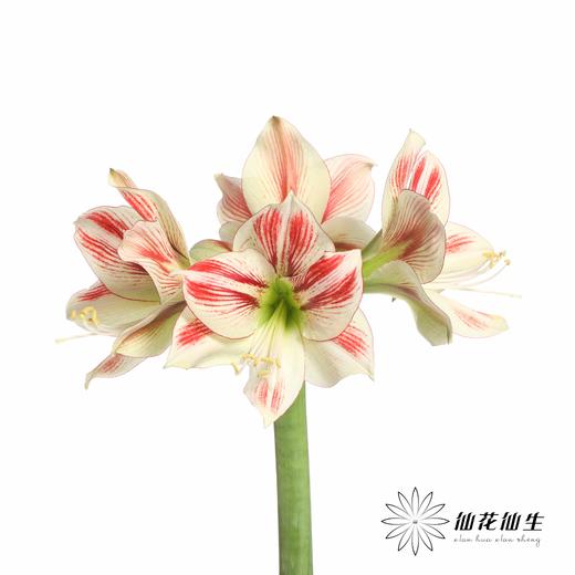 国产朱顶红 | 童话 商品图1