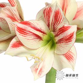 国产朱顶红 | 童话