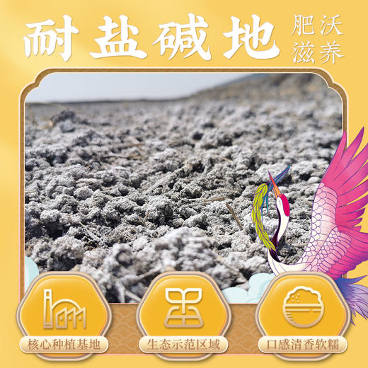 袁谷隆平芯米东北晶米10斤珍珠米梗米盘锦蟹田优质大米2025年新米 商品图1