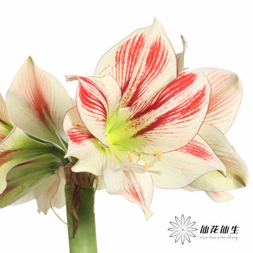 国产朱顶红 | 童话 商品图6