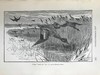 1895年 北安普敦郡与近郊鸟类札记（卷2） 20幅插图 漆布精装16开 商品缩略图9