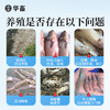 【社群专享】华畜应激宝500g抗应激促生长保苗抗氧化 商品缩略图1