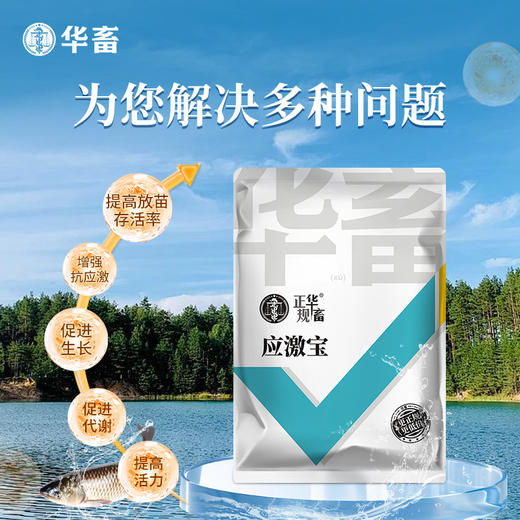 【社群专享】华畜应激宝500g抗应激促生长保苗抗氧化 商品图3