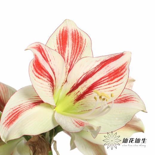 国产朱顶红 | 童话 商品图3