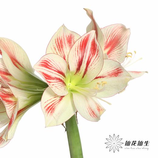 国产朱顶红 | 童话 商品图2