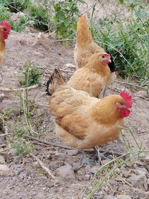 【加赠-产地直发 】真土鸡蛋——安徽大别山金寨散养土鸡蛋、金寨青脚麻鸡（小公鸡）、金寨青脚麻鸡（老母鸡），高山纯谷物真散养 无农残、无兽残、无沙门氏菌，达到可生食标准。 商品图8