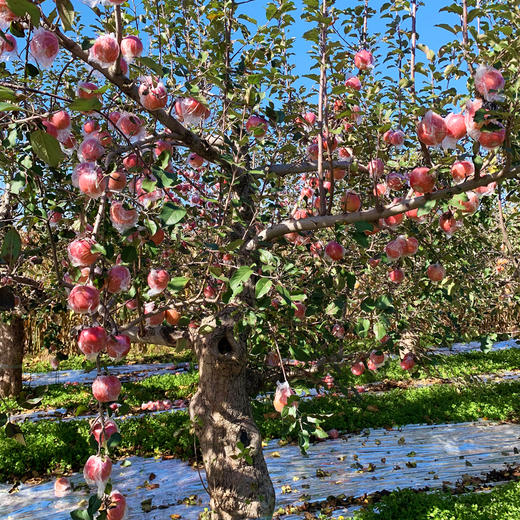 『羊奶苹果』松脆香甜，酥沙不硬，细嫩多汁 商品图5