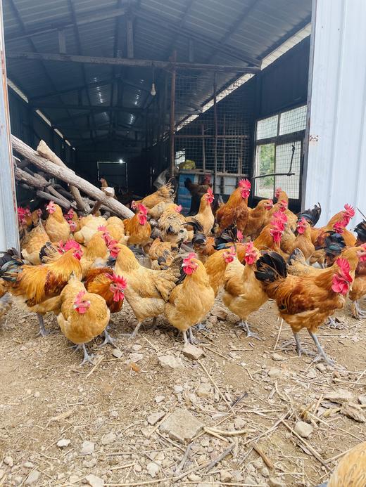 【加赠-产地直发 】真土鸡蛋——安徽大别山金寨散养土鸡蛋、金寨青脚麻鸡（小公鸡）、金寨青脚麻鸡（老母鸡），高山纯谷物真散养 无农残、无兽残、无沙门氏菌，达到可生食标准。 商品图10