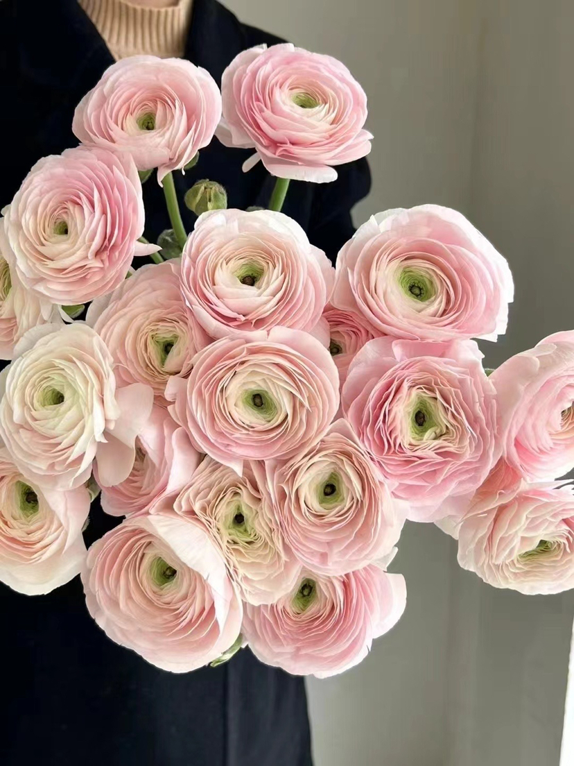 国产花材-【成功洋牡丹】河内