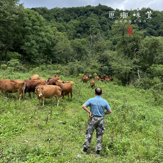 【3斤起发，满268元包邮】生态空山黄牛肉（成都仓库-顺丰陆运 ）| 多种部位，来自四川通江空山国家森林公园，养殖者：岳斌【原乡直采】 商品图12
