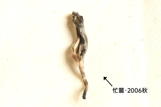 彩农茶·清客普洱丨2006秋昔归忙麓（8克） 商品图2