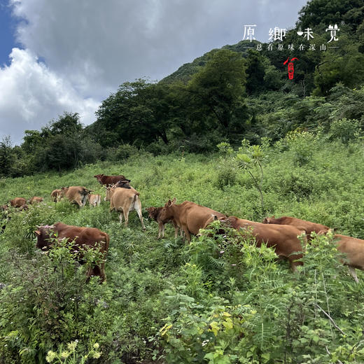 【3斤起发，满268元包邮】生态空山黄牛肉（成都仓库-顺丰陆运 ）| 多种部位，来自四川通江空山国家森林公园，养殖者：岳斌【原乡直采】 商品图4