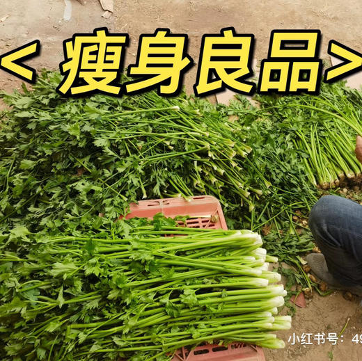 章丘特产水果鲍芹，喝牛奶长大的芹菜，清甜爽脆没有筋！基地选用两根半最嫩的芯，口感更好！2斤/箱 商品图0