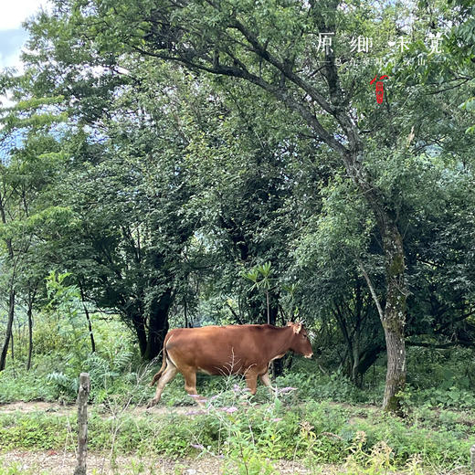 【3斤起发，满268元包邮】生态空山黄牛肉（成都仓库-顺丰陆运 ）| 多种部位，来自四川通江空山国家森林公园，养殖者：岳斌【原乡直采】 商品图7