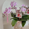 [ 福满桃桃 ] 蝴蝶兰盆栽 商品缩略图4