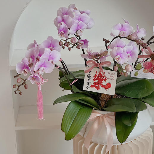 [ 福满桃桃 ] 蝴蝶兰盆栽 商品图4