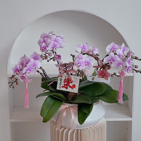 [ 福满桃桃 ] 蝴蝶兰盆栽