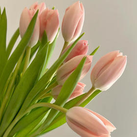 郁金香丨进口水蜜桃丨10支