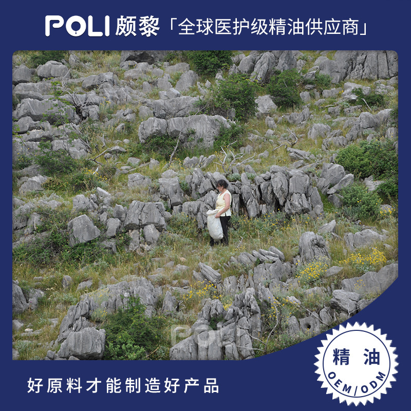 波斯尼亚进口有机波黑永久花精油进口蜡菊精油原料 单方精油香薰